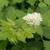 A. spicata flower and leaves