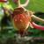 Actinidia chinensis