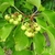 Leafy branch with immature green berries
