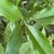 Acuba Japonica 'Dwarf Green'