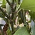 Aucuba japonica 'Dwarf Green'