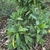 Acuba Japonica 'Dwarf Green'