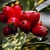 Fruits of A. japonica