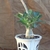 Small plant with thick trunk in a decorative ceramic pot.