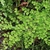 Delicate maidenhair fern foliage