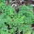 Delicate maidenhair fern foliage