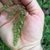 Hand cradling maidenhair fern frond