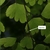 Fern frond with stipe indicated by a label and arrow.