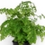 Form in a pot