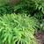 Adiantum pedatum, fronds