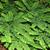 Adiantum pedatum, multiple