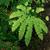 Adiantum pedatum