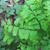 Adiantum pedatum