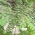 Fern frond with stipe indicated by a label and arrow.