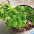 Form in a pot of 'Bessonia"