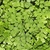 Green leaves on stems