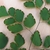 Leaf detail