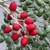 Adonidia merrillii fruits ripen from green to bright red.