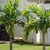 Group of solitary palm with recurved & arching pinnate leaves.