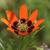 Adonis aestivalis flower
