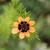 Adonis aestivalis flower and leaves