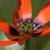 Adonis aestivalis flower
