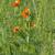 Adonis spp. (Adonis aestivalis) form