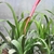 A. bromeliifolia Form in a pot