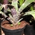 Form in a pot with variegated ;eaves