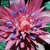 Pink, cone-like inflorescence & blue flower buds