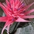 Silver-banded foliage and a cone-like pink inflorescence.