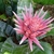 Silver-banded foliage and a cone-like pink inflorescence.