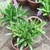 A. gamosepala growing in pots