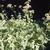 Aegopodium podograria