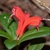 Side view of flower