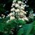 Aesculus hippocastanum flowers, multiple