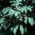 Aesculus hippocastanum leaves