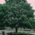 Aesculus hippocastanum full