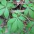 Palmately compound leaves.