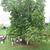 Aesculus glabra form.