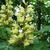 Inflorescence