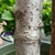 Bark