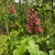 Panicle of showy red flowers & palmately compound leaves.