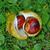 Fruit open with 2 nuts inside.