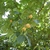 Tree with fruits