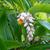 Alpinia zerumbet