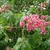 Panicle of showy pinkish red flowers & palmately compound lvs.