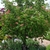 Small tree with rounded crown and panicles of red flowers.