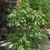 Shrub with palmately compound leaves & erect stalks of flowers