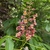 Panicle of showy pink-red flowers & palmately compound leaves.